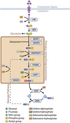 Single cell and bulk RNA expression analyses identify enhanced hexosamine biosynthetic pathway and O-GlcNAcylation in acute myeloid leukemia blasts and stem cells
